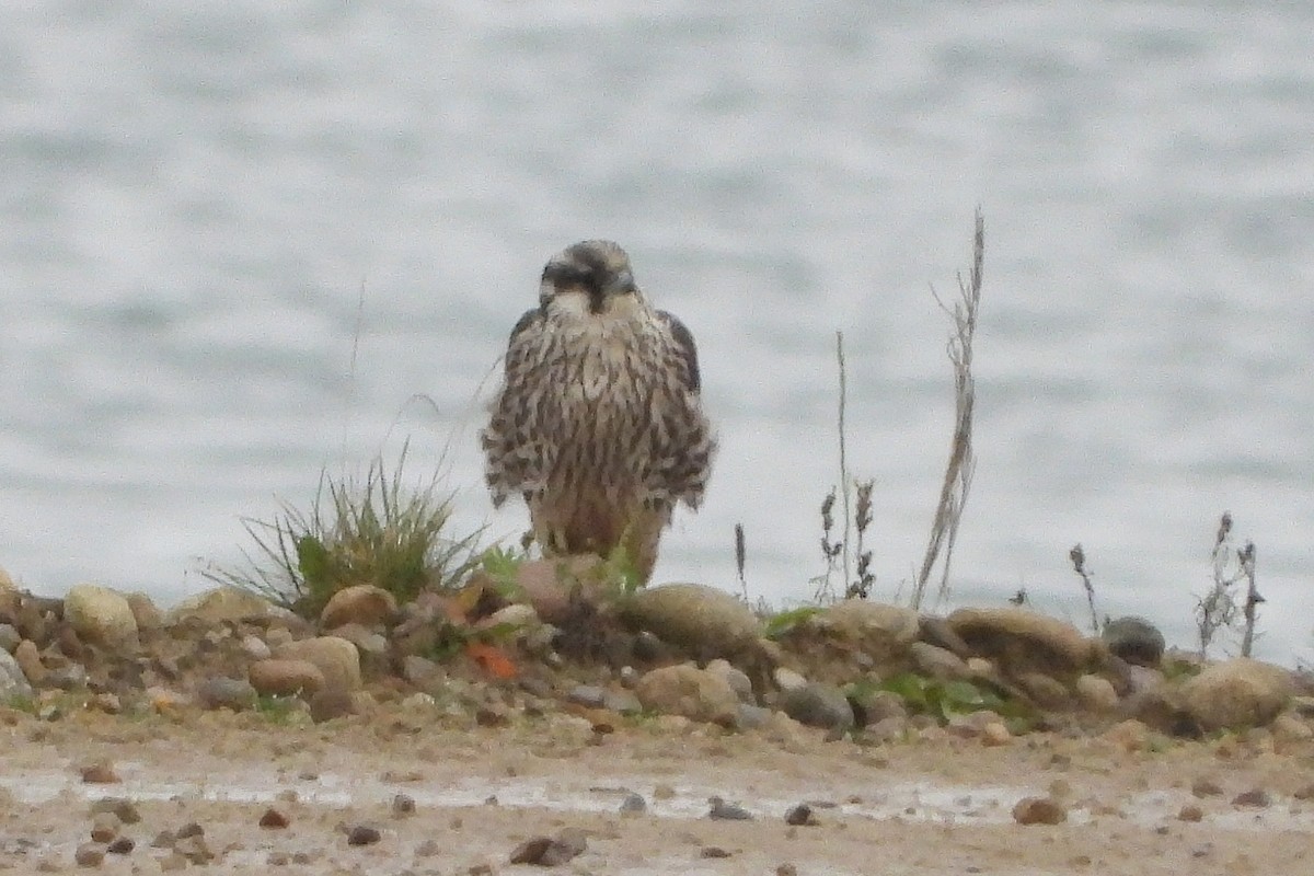 Gökdoğan (calidus/tundrius) - ML643498935