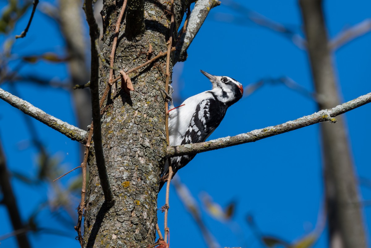 Sert Tüylü Ağaçkakan - ML643498937