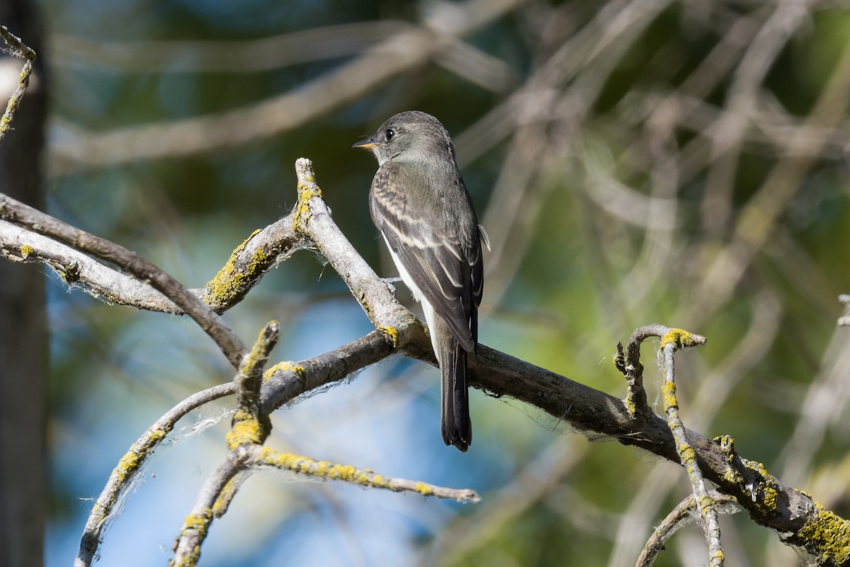 Doğulu Pivi - ML643498940