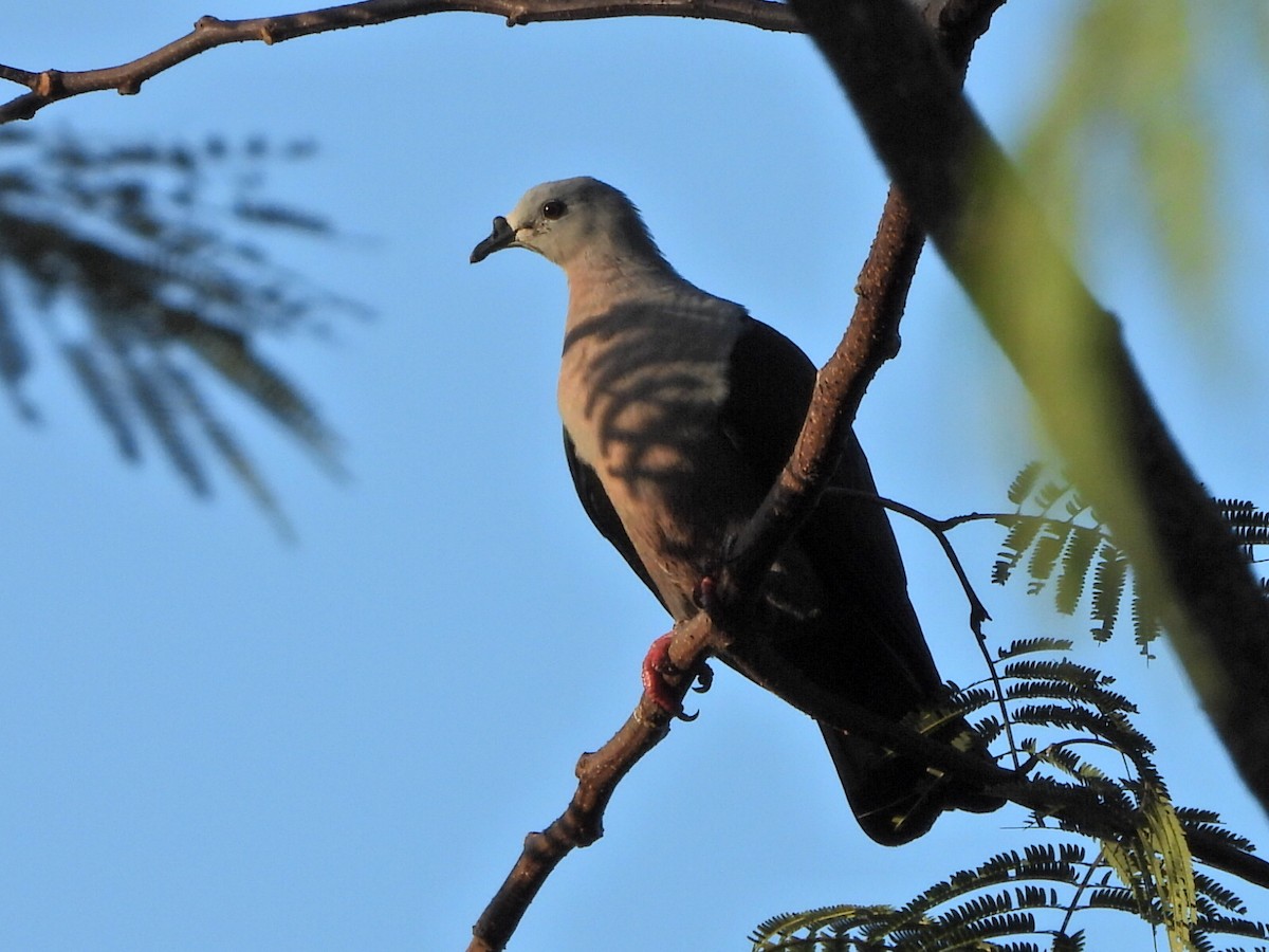 Pacific Imperial-Pigeon - ML643498945