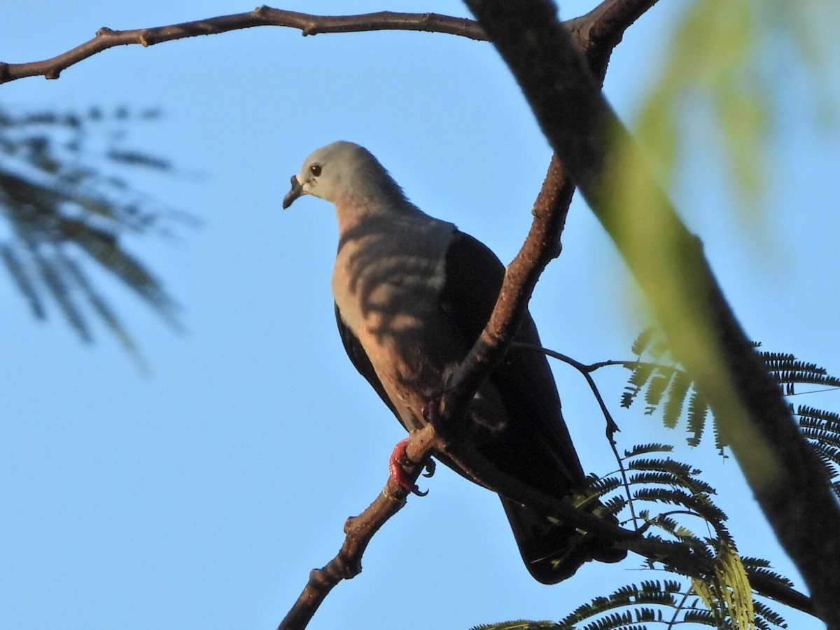 Pacific Imperial-Pigeon - ML643498946
