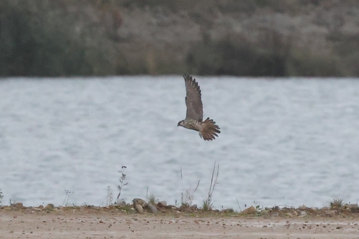 Gökdoğan (calidus/tundrius) - ML643498947