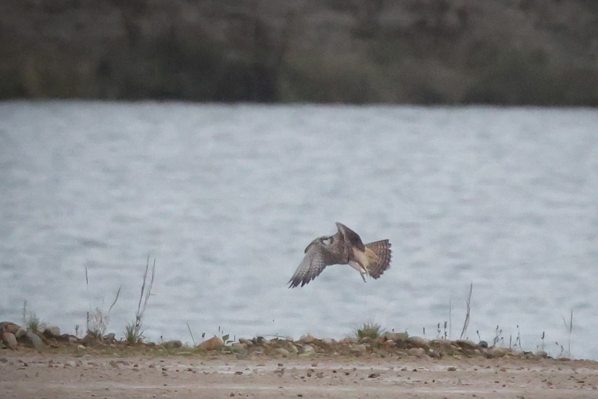 Gökdoğan (calidus/tundrius) - ML643498948