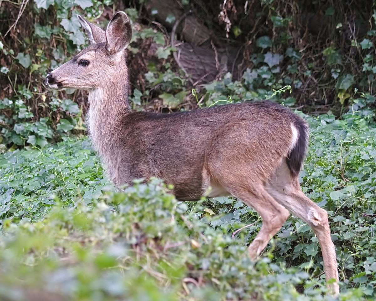 Columbian Black-tailed Deer - ML643498954