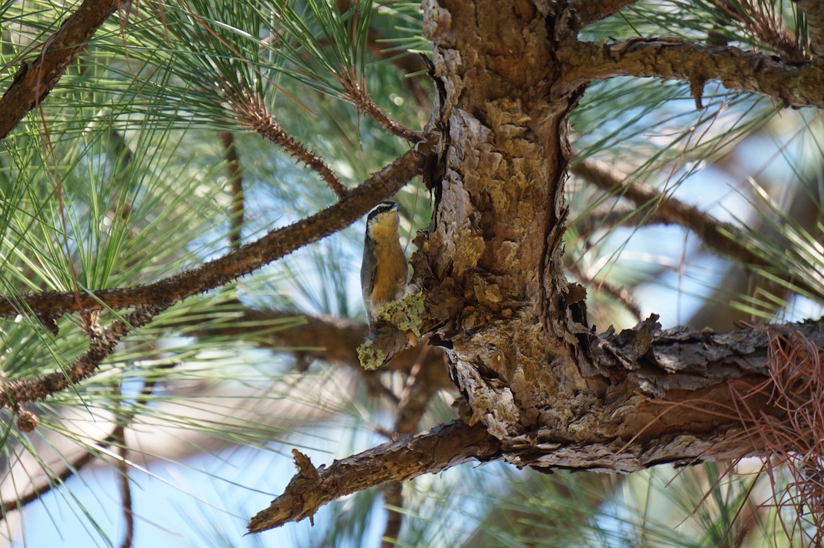 Red-breasted Nuthatch - ML643498958