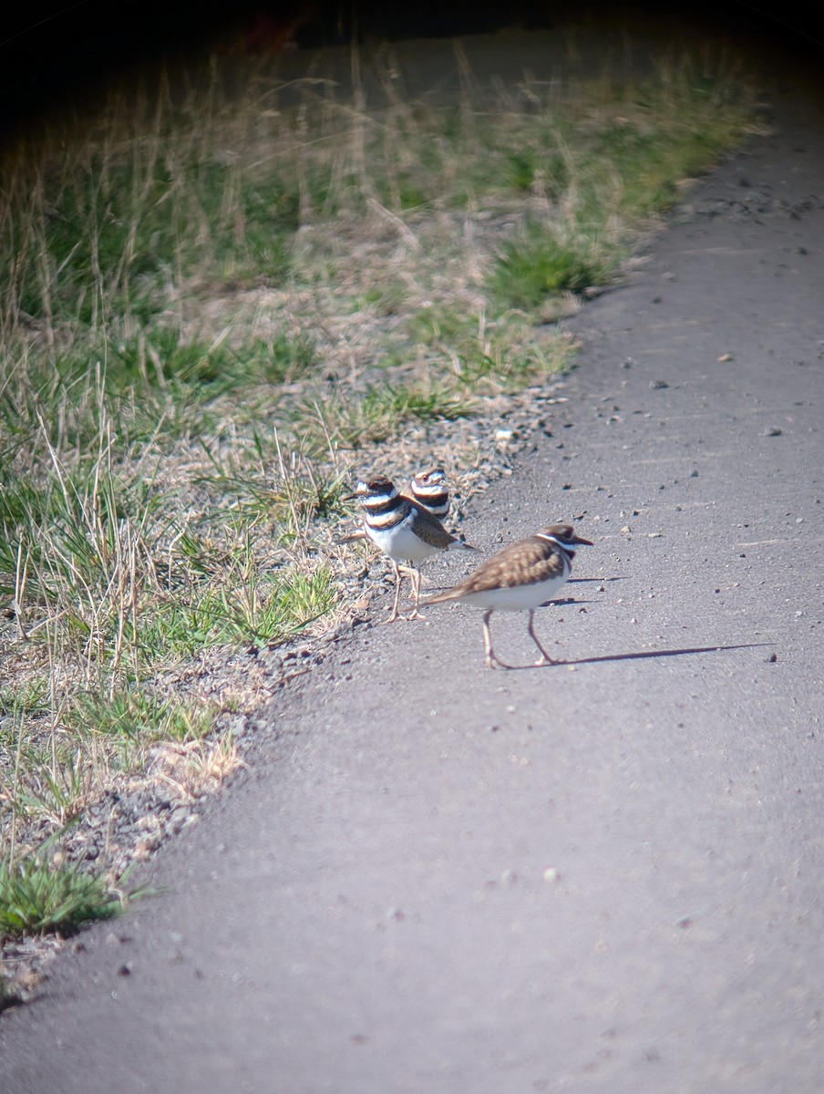 Killdeer - ML643498967