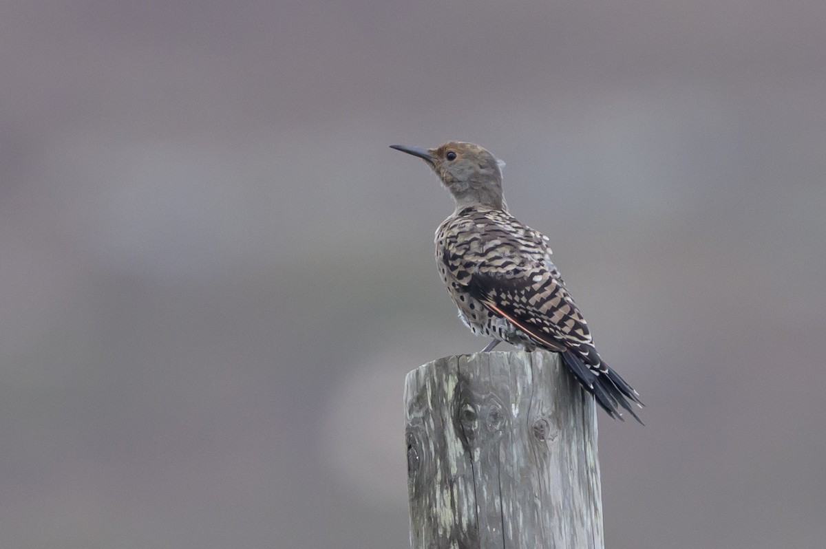 Northern Flicker (Red-shafted) - ML643498981