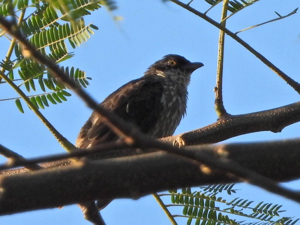 Polynesian Starling - ML643499014