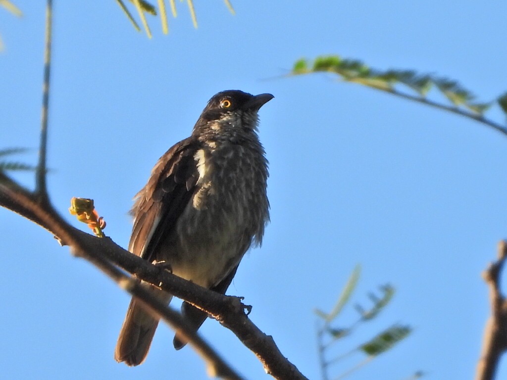 Polynesian Starling - ML643499015