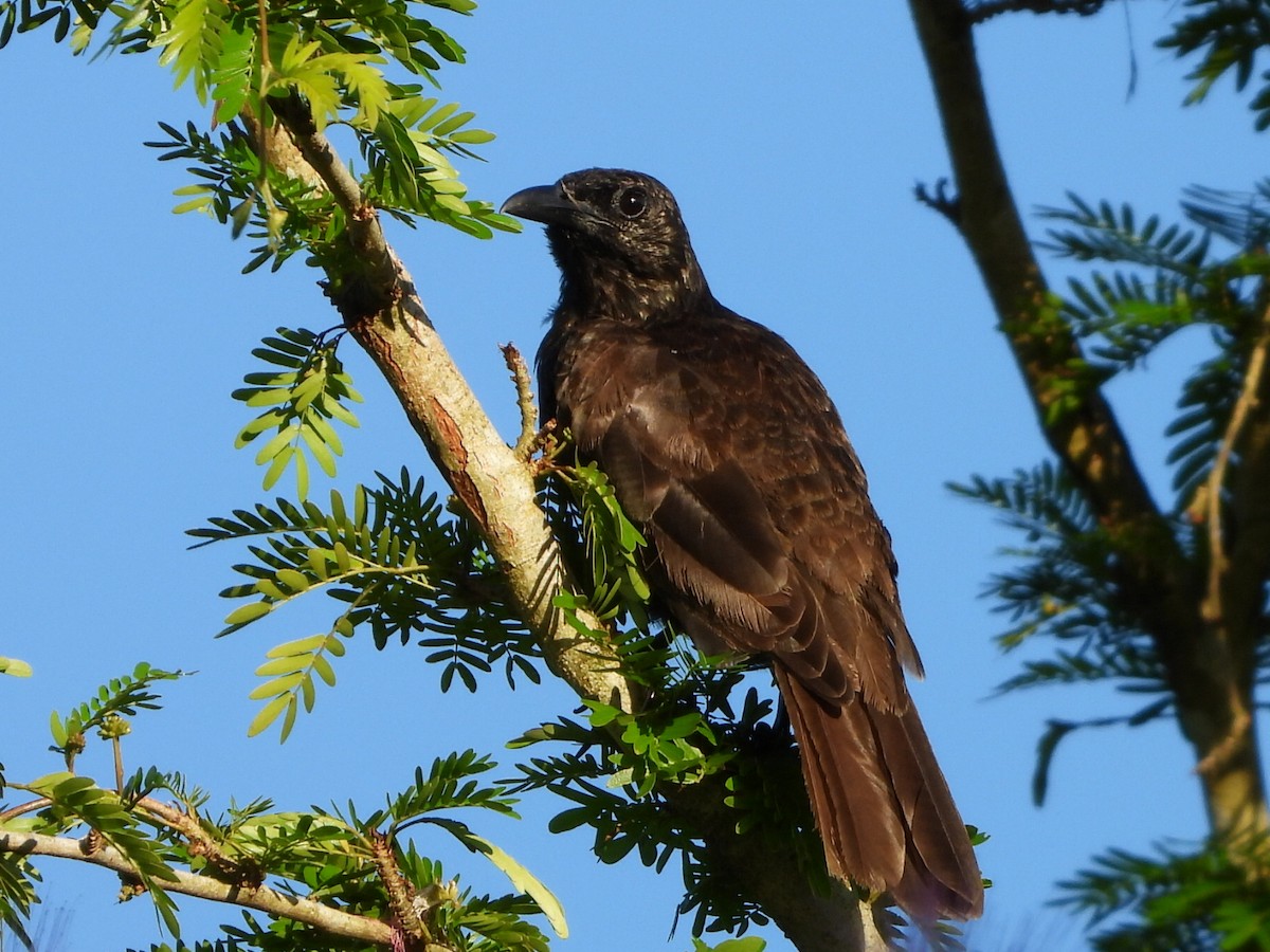 Samoan Starling - ML643499031