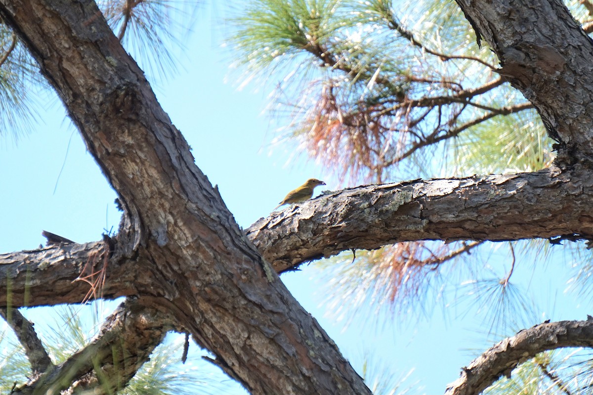 Summer Tanager - ML643499043