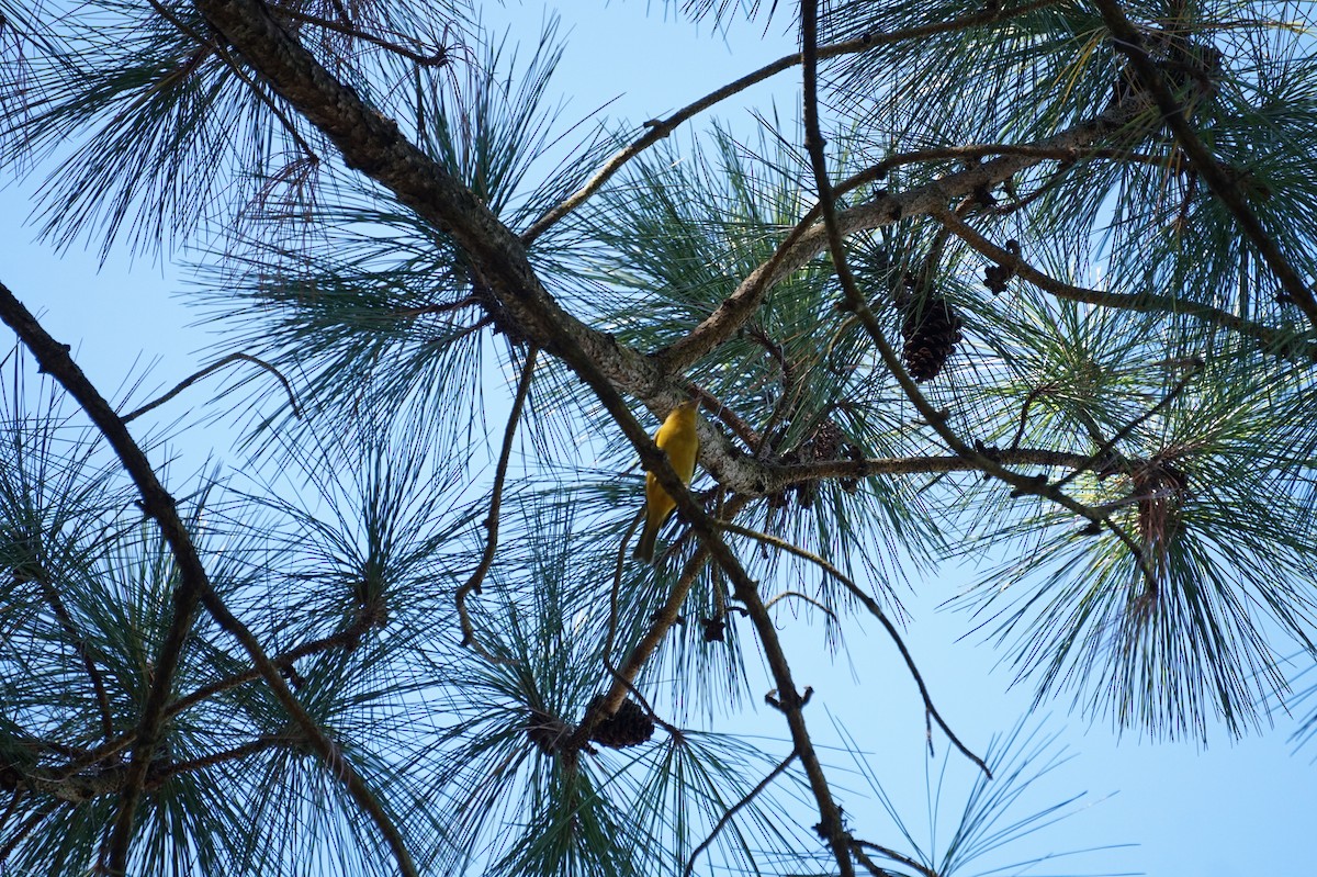 Summer Tanager - ML643499045