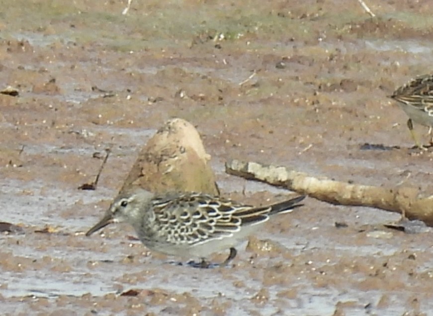 White-rumped Sandpiper - ML643499047