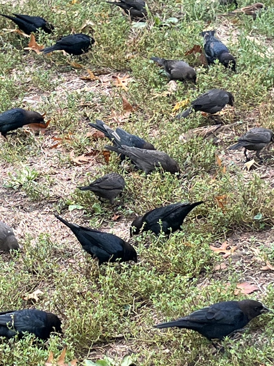 Brown-headed Cowbird - ML643499056