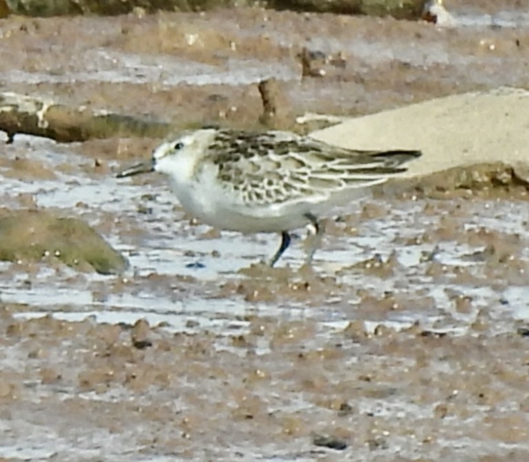 Semipalmated Sandpiper - ML643499065