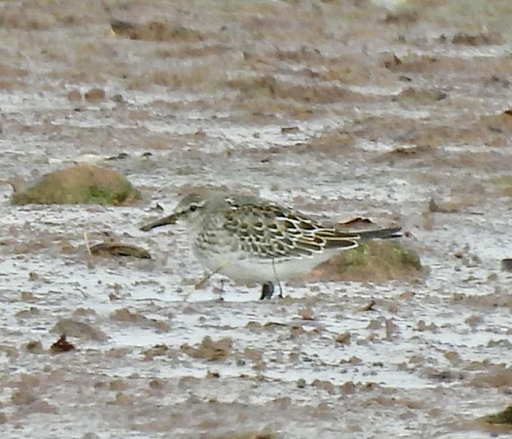 White-rumped Sandpiper - ML643499070