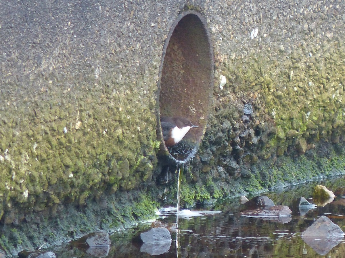 White-throated Dipper - ML643499075