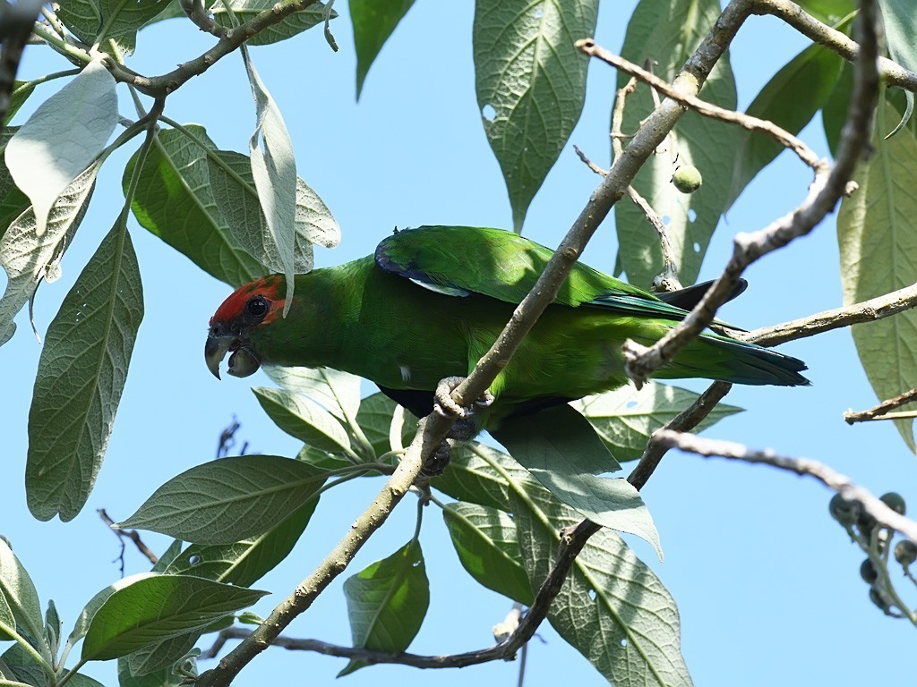 ヒガシラインコ - ML643499082