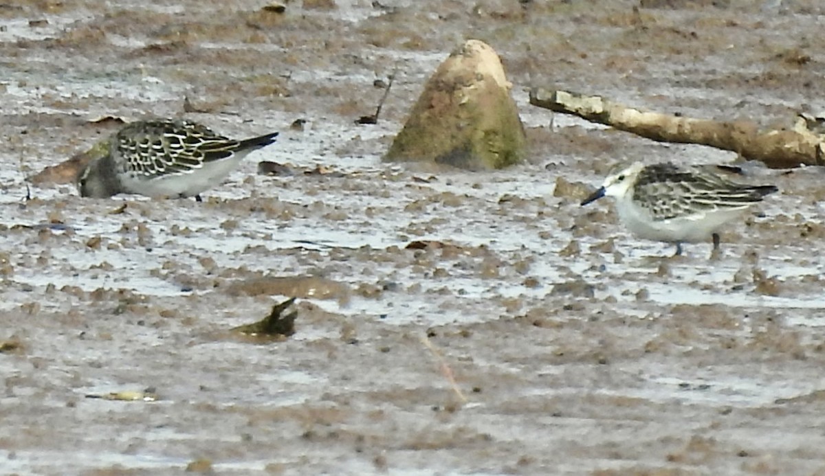 Semipalmated Sandpiper - ML643499083