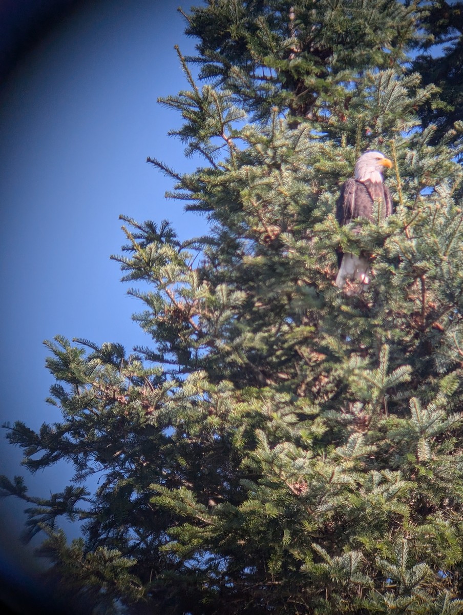Bald Eagle - ML643499094