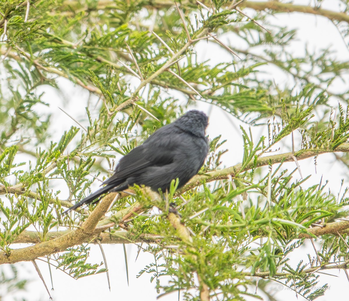 Northern Black-Flycatcher - ML643499103