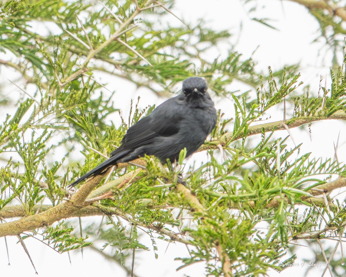 Northern Black-Flycatcher - ML643499104