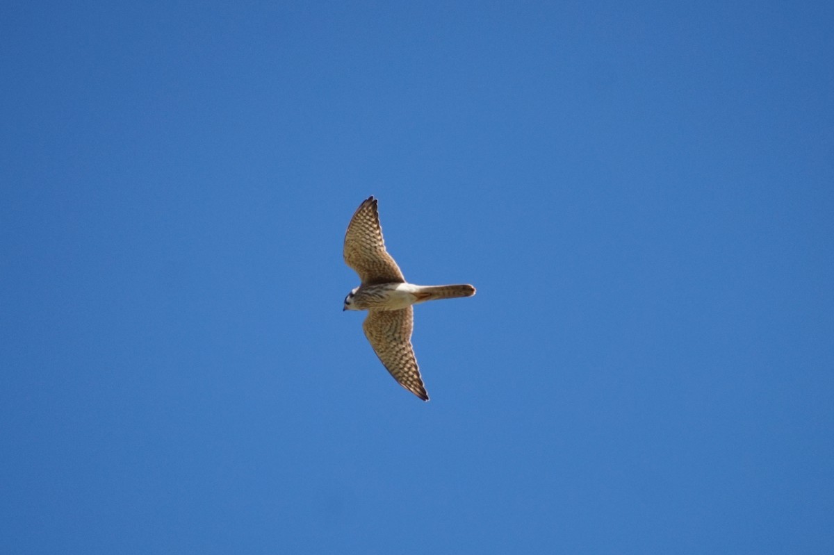 American Kestrel - ML643499112