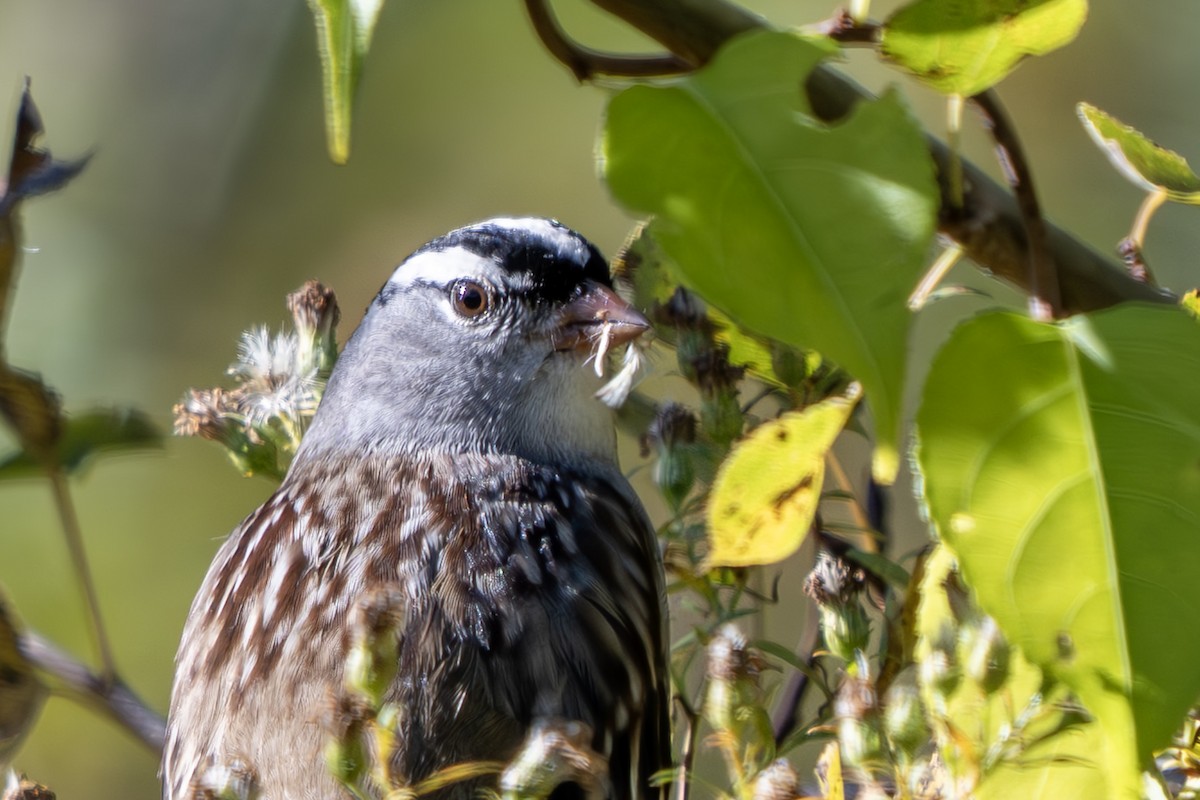 Bruant à couronne blanche - ML643499127