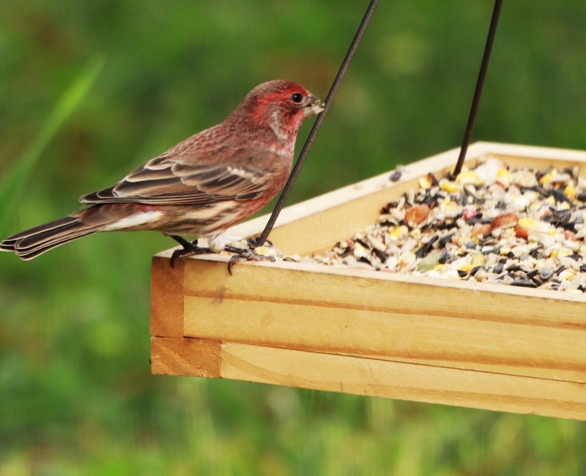 House Finch - ML643499140