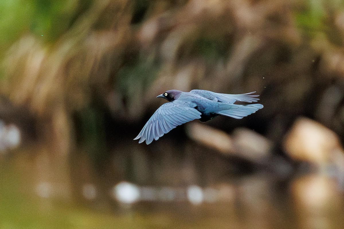 Brewer's Blackbird - ML643499142