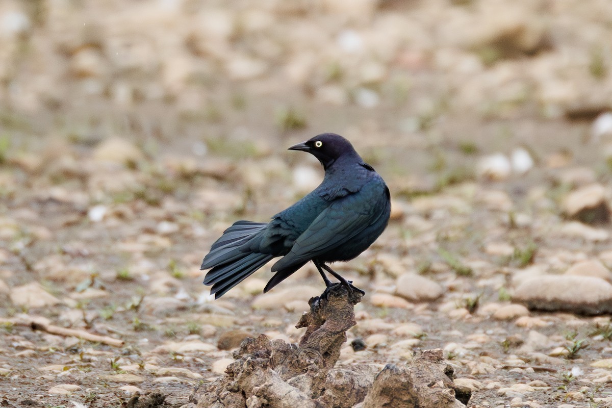 Brewer's Blackbird - ML643499143