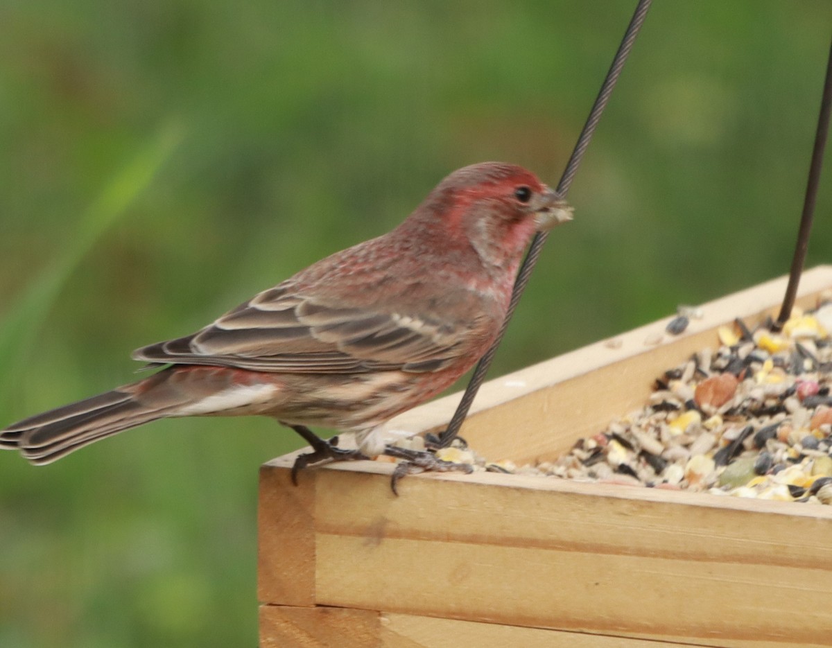 House Finch - ML643499146