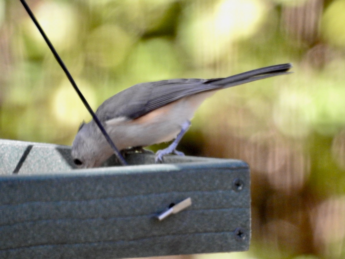 Tufted Titmouse - ML643499149