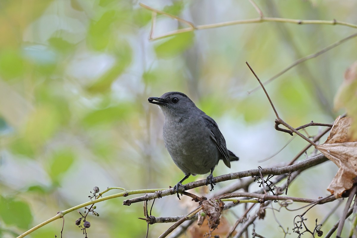 Gray Catbird - ML643499179