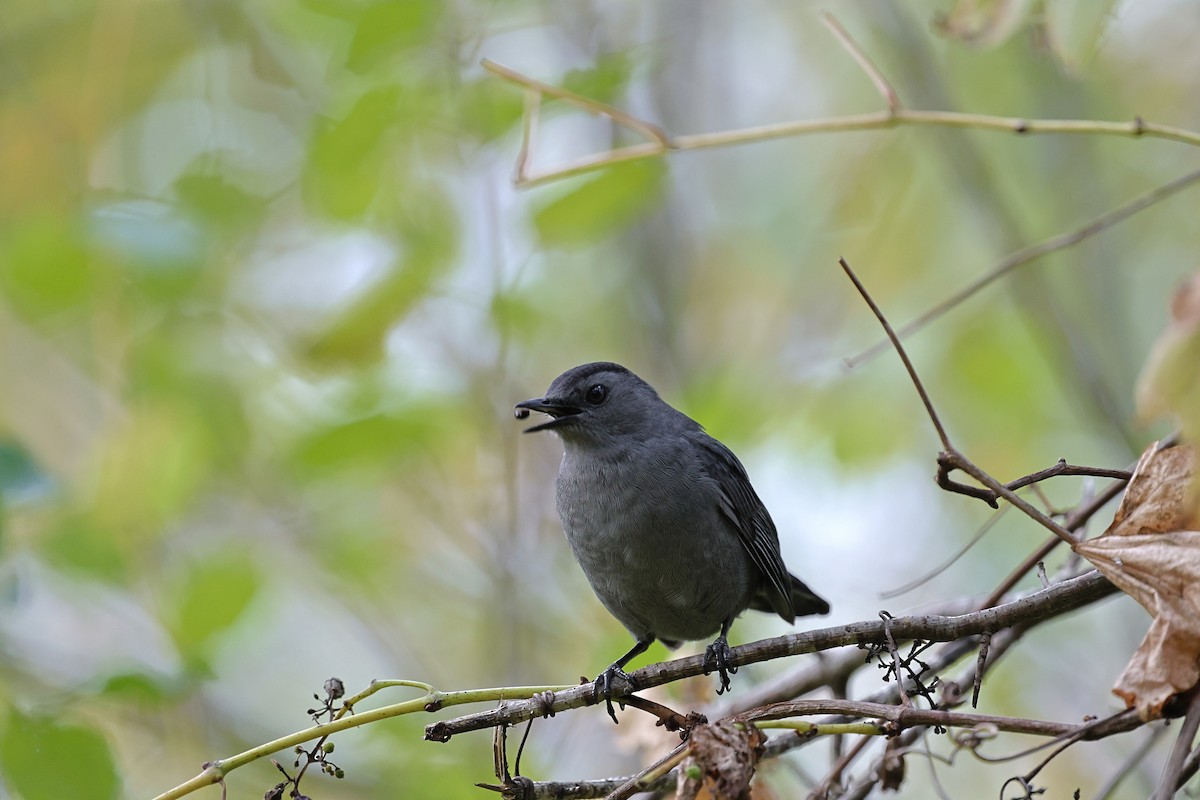 Gray Catbird - ML643499180