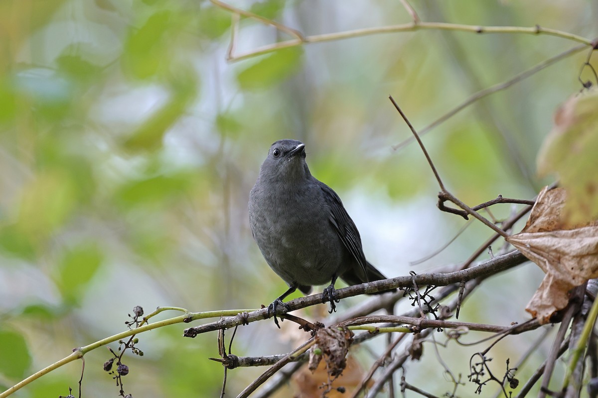 Gray Catbird - ML643499181