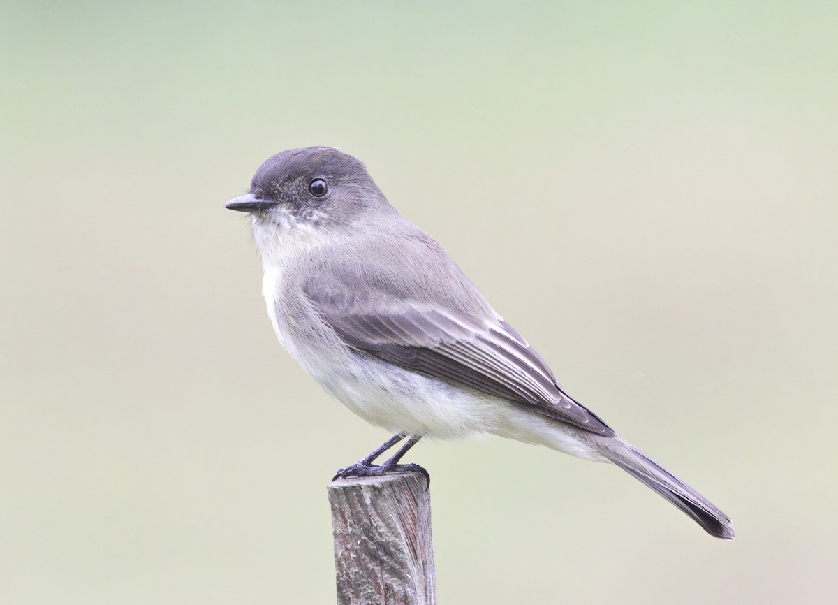 Moucherolle phébi - ML643499220