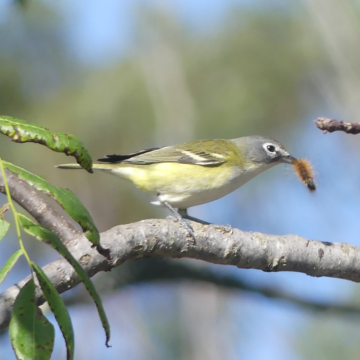 Blue-headed Vireo - ML643499224