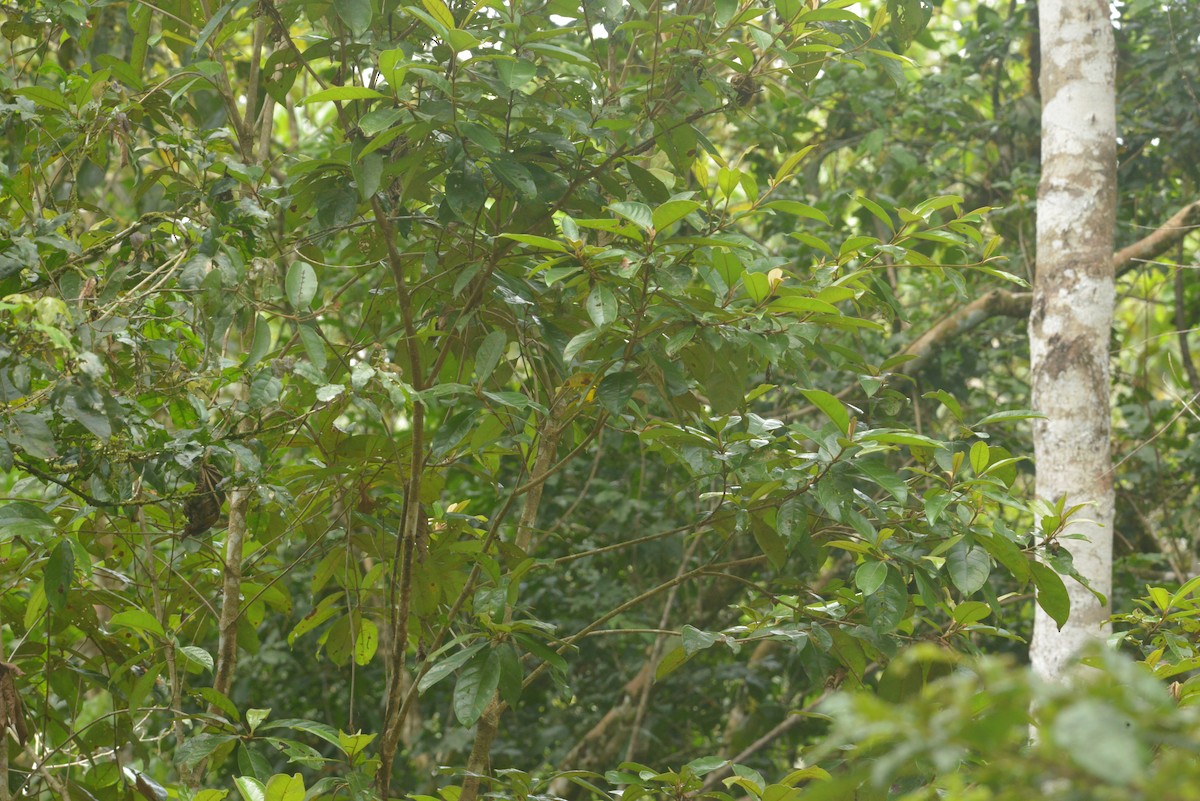 Blue-winged Warbler - ML643499227