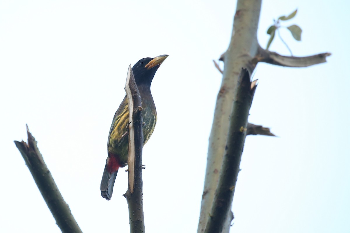 Great Barbet - ML643499230