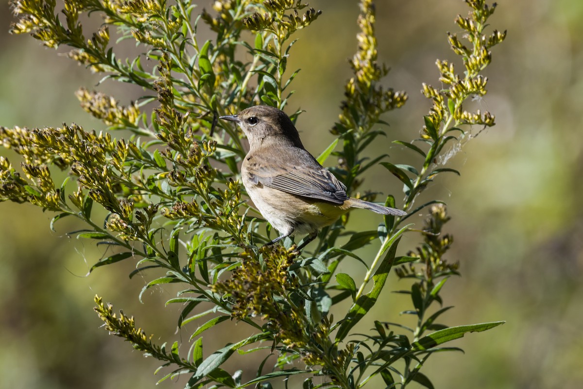 Palmiye Ötleğeni - ML643499250