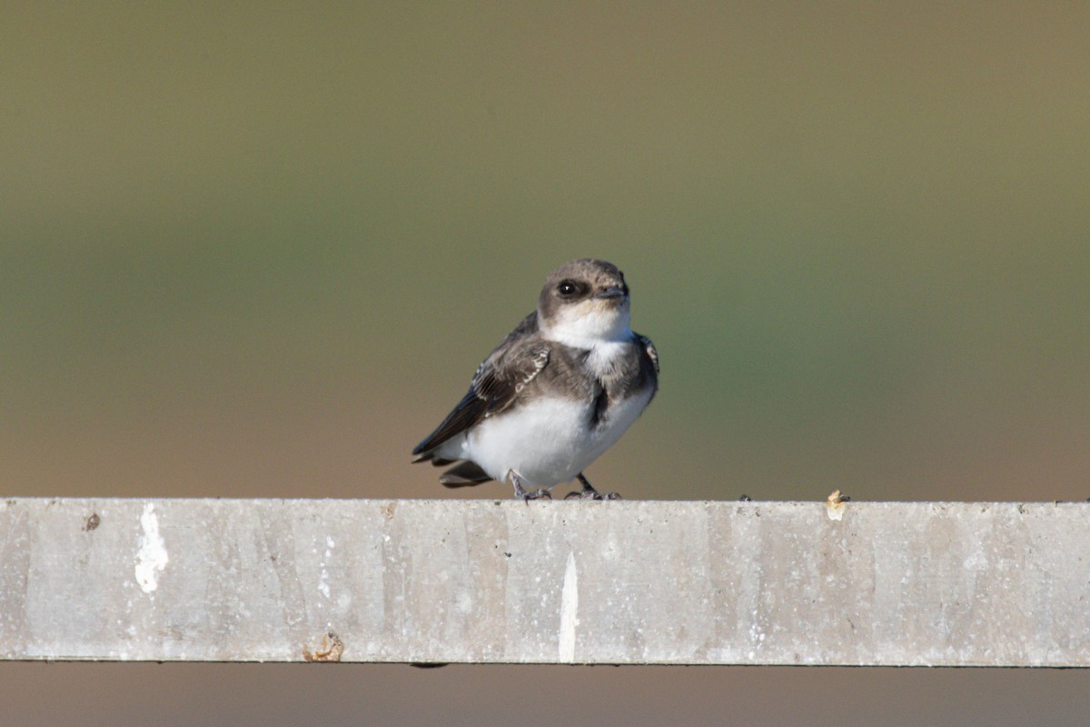 Bank Swallow - ML643499258