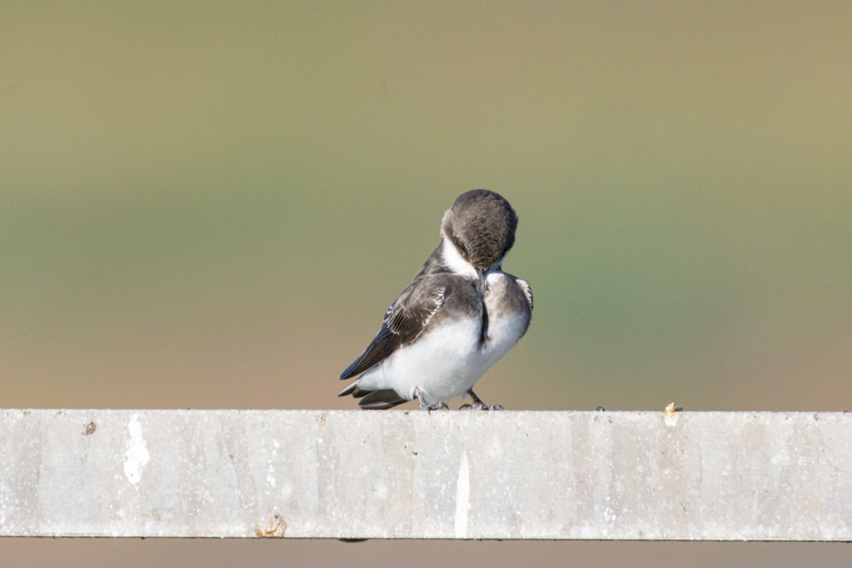 Bank Swallow - ML643499259