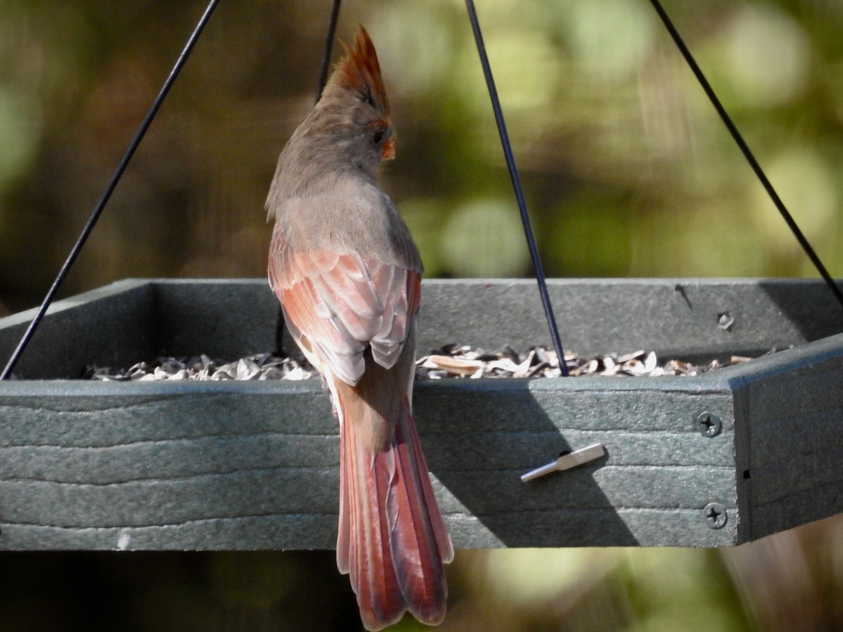 Northern Cardinal - ML643499260