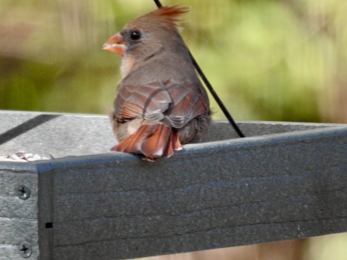 Northern Cardinal - ML643499261