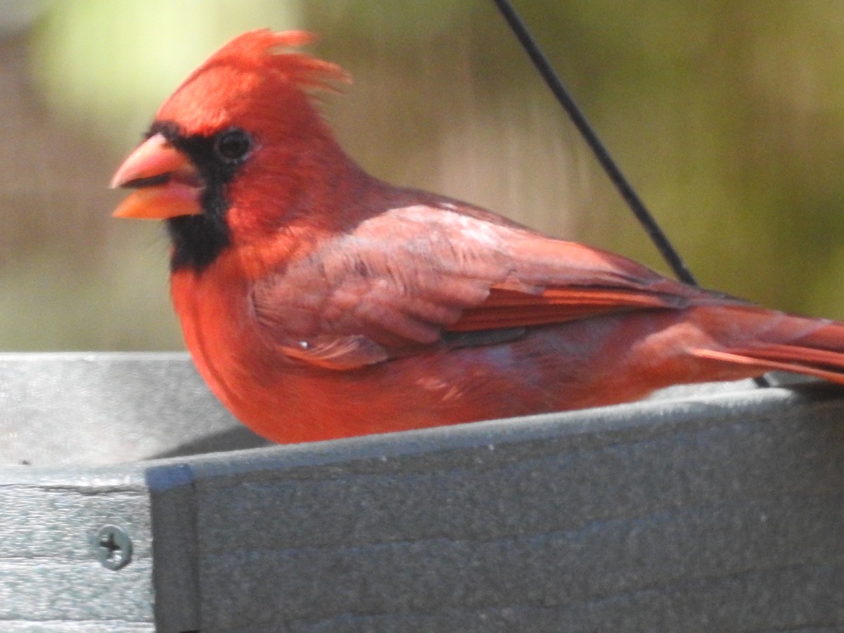 Northern Cardinal - ML643499262