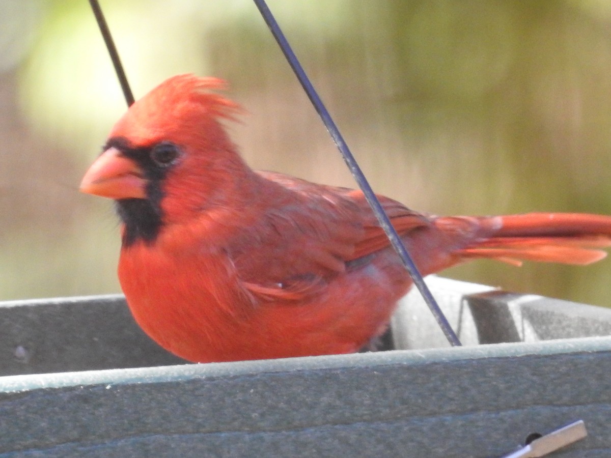 Northern Cardinal - ML643499263