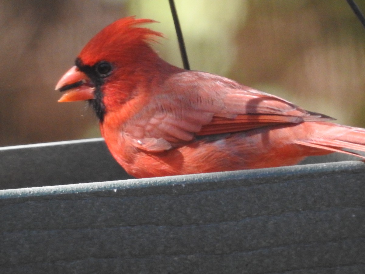 Northern Cardinal - ML643499264