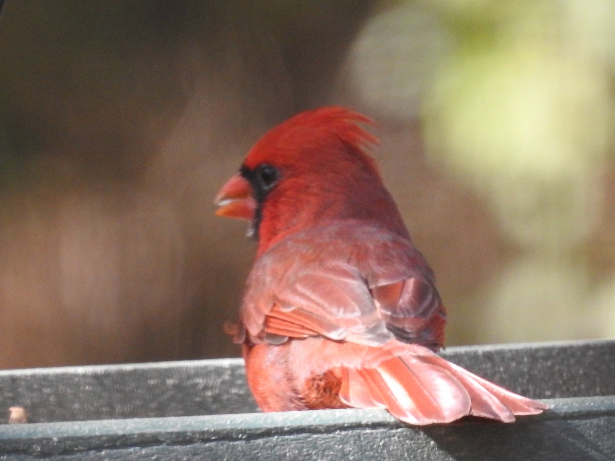 Northern Cardinal - ML643499265