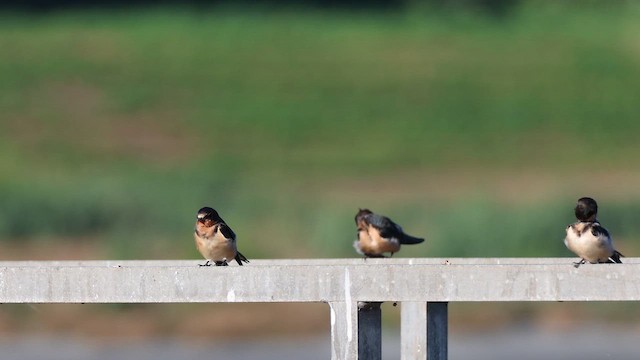 Golondrina Común - ML643499288